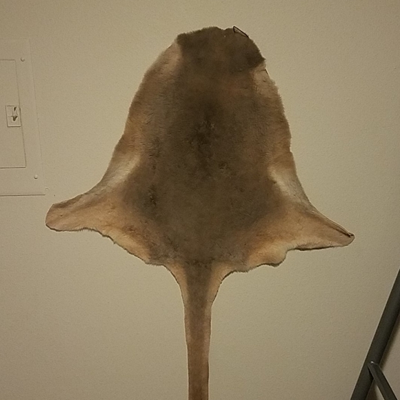 Kangaroo hide - Picture 1 of 4
